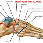 Foot-Joints
