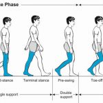 Pronation and Supination: Three-Dimensional Movement of the Foot