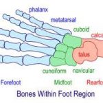 bones within foot region