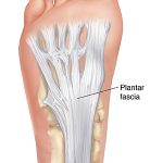 plantar fascia foot