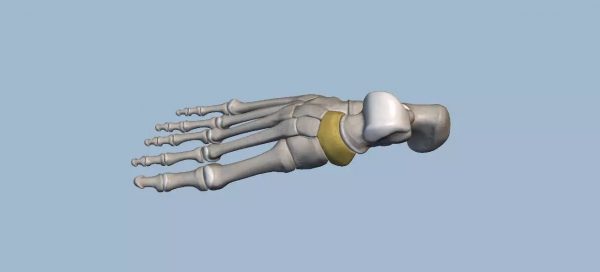 Foot Anatomy -- Tissue & Bone & Ligaments & Joint | Ideastep