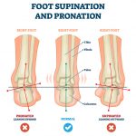 supination and pronation