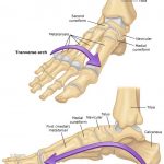 medical longitudinal arch