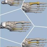 Foot Anatomy
