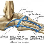 The Truth of the Flat Feet