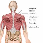 Types of back pain back muscles
