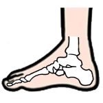 the function of the arch of the foot